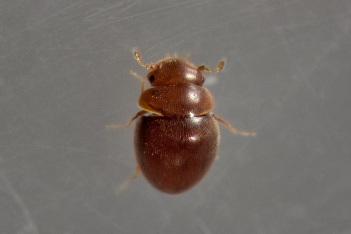 Clambidae: Loricaster sp?